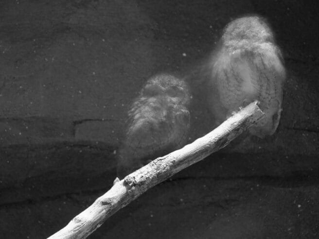 Ancestral ghosts: an insider’s guide to Ruddigore